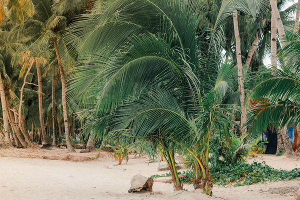 Explore london"s majestic royal homes: your gateway to history with guided tours